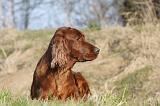 SETTER IRLANDAIS 210